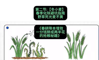 第二节：【冬小麦】春季化除避坑指南，野草死光麦不黄
