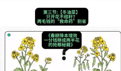第三节：【冬油菜】只开花不结籽？两毛钱的&ldquo;救命药&rdquo;别省