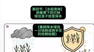 第四节：【水稻育秧】倒春寒下防烂秧，保住苗子就是保本
