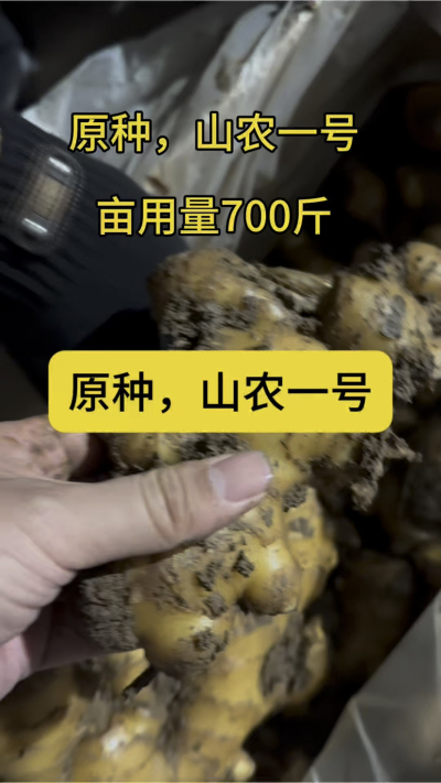 原种，山农一号