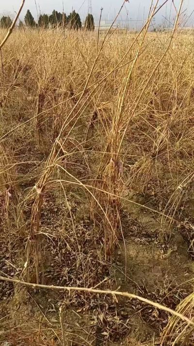 出售药用连翘苗，科研五号优质种苗，2/5年苗，药用连翘树，挂果树，全国包邮到家！财富密码18534302961出售药用连翘苗，科研五号优质种苗，2/5年苗，药用连翘树，挂果树，全国包邮到家！财富密码1