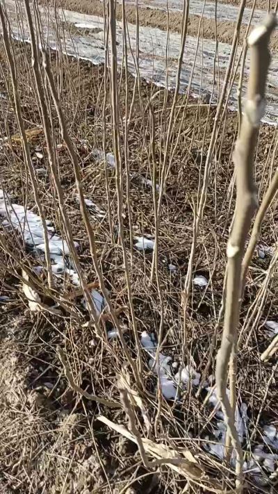 出售臭椿苗，巨峰葡萄苗。药用连翘苗，科研五号优质种苗，2/5年苗，药用连翘树，挂果树，全国包邮到家！财富密码18534302961