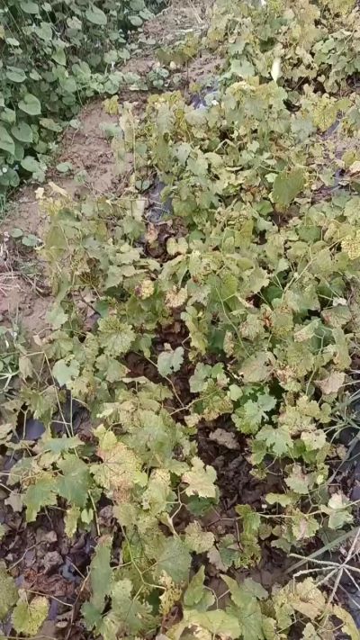 出售巨峰葡萄苗。药用连翘苗，科研五号优质种苗，2/5年苗，药用连翘树，挂果树，全国包邮到家！财富密码18534302961