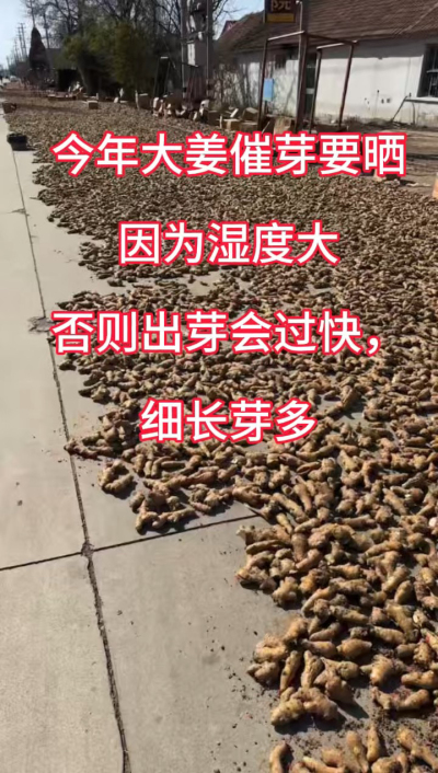 今年大姜催芽要晒种！