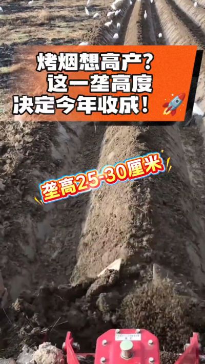 想让烤烟高产，就得从细节抓起。分享一点实打实的干货，只为帮大家少走弯路，种出好烟叶！🌱👍