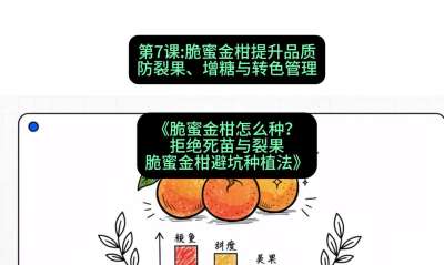 第7节：脆蜜金柑提升品质：防裂果、增糖与转色管理，课程：《脆蜜金柑怎么种？拒绝死苗与裂果，脆蜜金柑8步避坑种植法》#识农AI
