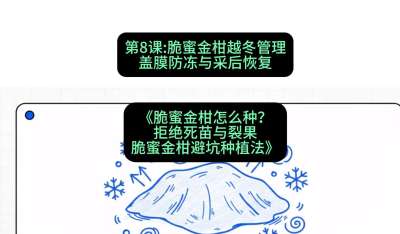 第8节：脆蜜金柑越冬管理：盖膜防冻与采后恢复，课程：《脆蜜金柑怎么种？拒绝死苗与裂果，脆蜜金柑8步避坑种植法》#识农AI