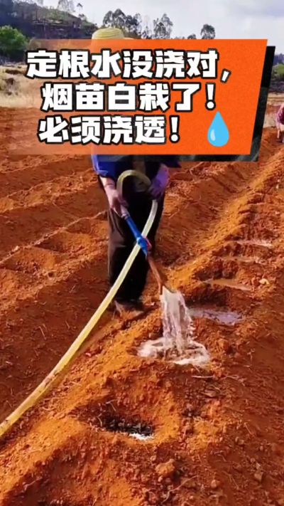 烤烟移栽定根水这么浇，烟苗稳活不僵苗！水里加点它，缓苗快、长势壮，种烟新手必看！
