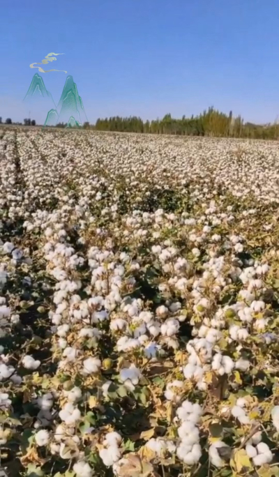 澳棉王霸棉，一定要种哦