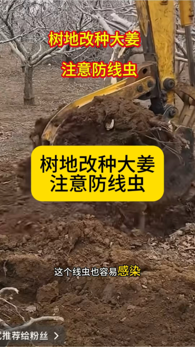 树地改种大姜，注意防线虫！