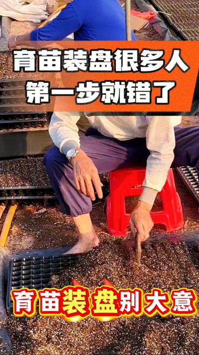 烤烟育苗基质装盘，一步做对，出苗整齐又壮苗！装盘技巧记牢，少走弯路，育苗更省心