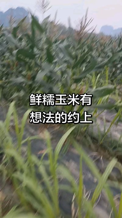 农户种植的白糯玉米大量上市，助农帮农在行动