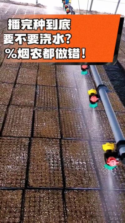 烤烟播完种一定要浇透底水，喷雾慢浇、别大水冲，盘底漏水才算到位，出苗又齐又壮！#烤烟育苗 #烤烟种植 #烟农干货 #育苗技术