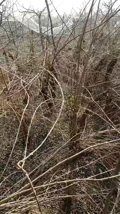 ����ҩ���������������������������2/5������ҩ�����������ҹ��������°��ʵּң��Ʋ�����18534302961