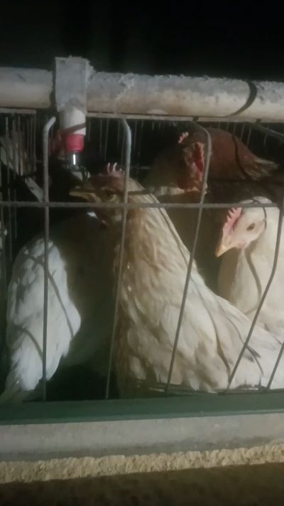 �⼦Ⱥ�ڹֽ����ֽе�Ե��ԭ����̵��������γɵıȺ�����ص�һ�ֺ��������䲡���ڷ������������ƶ�̵����Ӷ�����Ĺֽ���