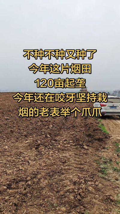 不种不种又种啦，还在咬牙坚持栽烟的老表集合啦！