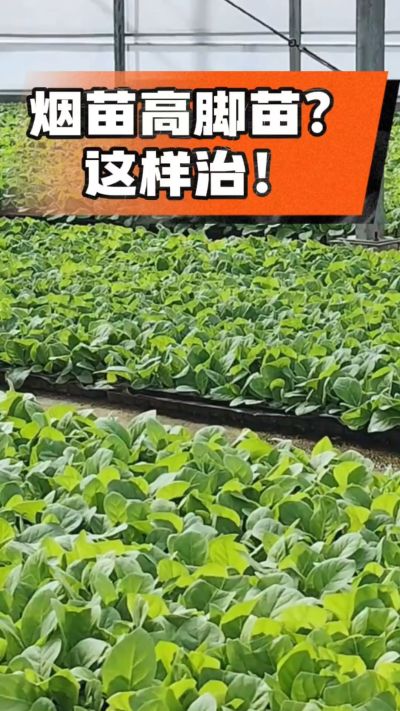 烤烟齐苗期管理关键：精准控温，防高脚苗，培育壮苗好上手！