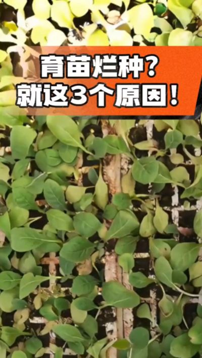 烤烟育苗烂种？3个原因讲清楚！消毒、控水、控温，做到就苗齐苗壮🔥
#烤烟育苗 #烤烟种植 #烂种防治 #烟农