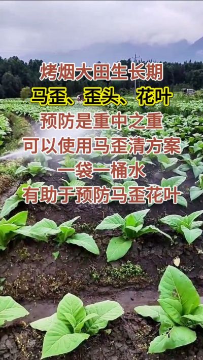 烤烟大田生长期，马歪歪头花叶预防是重中之重，可以使用马歪清方案，一袋一桶水，有助于预防马歪花叶。
烤烟管理早做一步，后期少操心！#烤烟种植#烤烟管理#烤烟大田管理#烤烟病害防治