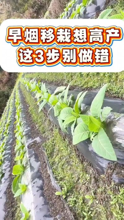 早烟移栽想高产，这3步是关键！深栽不露茎、土压结实根、浇透定根水，做好这几点，烟苗缓苗快、根系旺，后期少操心～