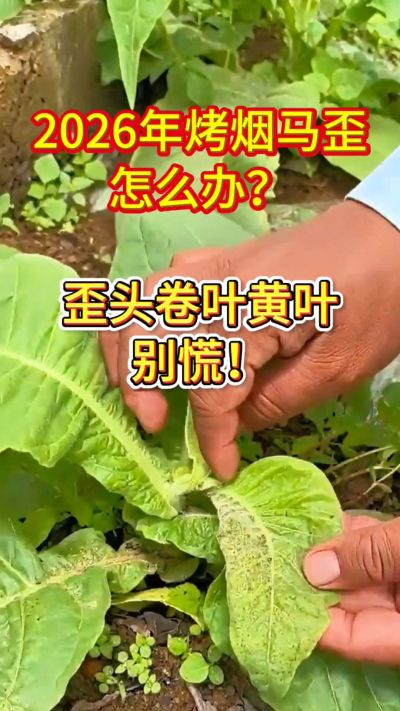 烤烟管理关键期，马歪、卷叶、黄叶这样管！
用法简单，成本不高，烟农都在用。
需要正品渠道，私信我获取！
关注收藏，烤烟高产不迷路！