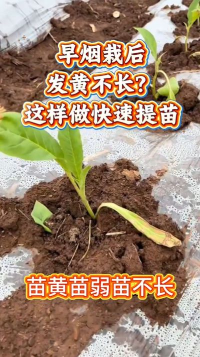 家人们，早烟栽下去发黄不长？别愁！温度低容易出这问题，做好保温、少浇水、补点营养，三五天苗就精神了～ 弱苗转壮苗的招，咱烟农得知道！早烟缓苗