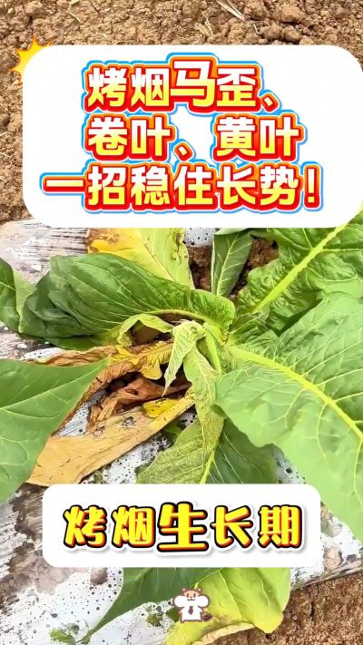 烤烟马歪、卷叶、黄叶不用愁！
一袋一桶水，喷施简单，长势更稳！
需要正品渠道，私信我！
关注我，烤烟管理不迷路！