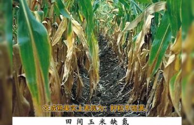 系统，重点的讲解氮肥的作用及缺氮的简单判断