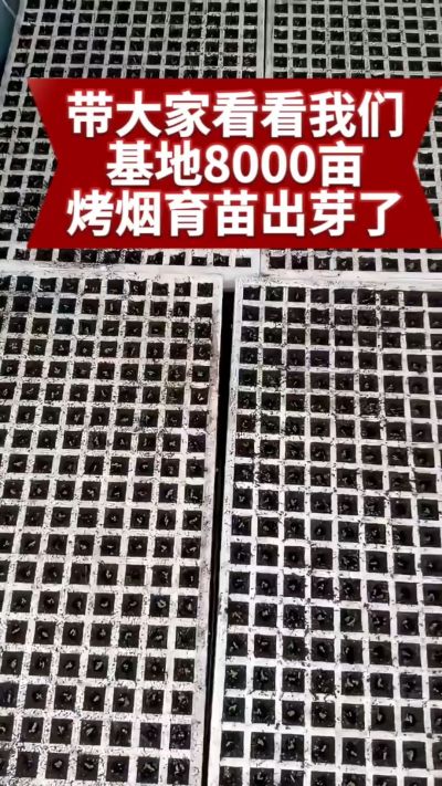 烟农日常  老表你那边今年苗子出的怎么样#烤烟种植技术与管理 #烤烟育苗 #三农
