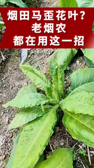 烤烟马歪、花叶不用愁！老烟农都在用的土方法，预防效果好。想了解用法的评论区留言。 #烤烟管理 #烤烟病害 #烤烟马歪 #烤烟花叶病
