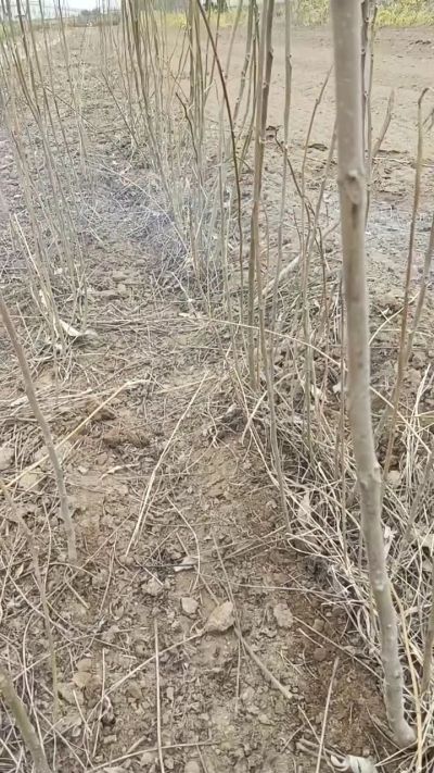 臭椿苗，一年籽播苗。需要联系18534302961