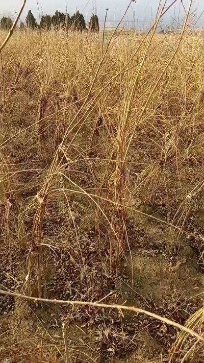 出售药用连翘苗，科研五号优质种苗，2/5年苗，药用连翘树，挂果树，全国包邮到家！财富密码18534302961出售药用连翘苗，科研五号优质种苗，2/5年苗，药用连翘树，挂果树，全国包邮到家！财富密码1