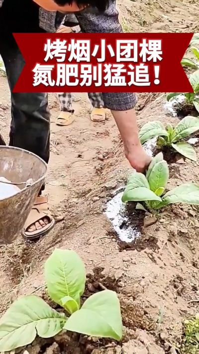 烤烟小团棵期管理要点：氮肥别猛追，少氮多钾更稳健。分享实用种植技巧，帮你种好烤烟，管理更省心！