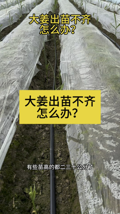大姜出苗不齐怎么办？