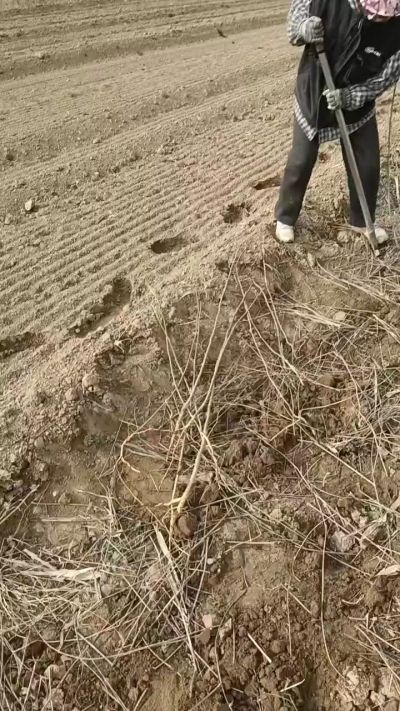 臭椿苗，一年苗，需要联系我。苗圃基地直销！全国包邮到家