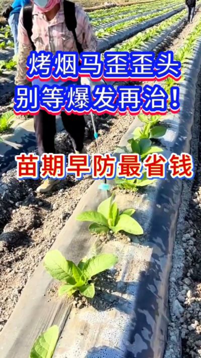烤烟防马歪，苗期早防，省钱又省心。