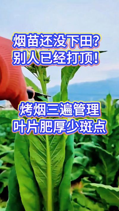烤烟种植经验交流，有问题可私信了解。