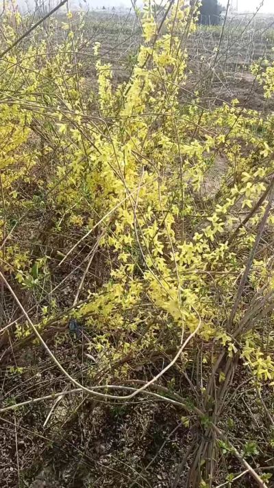 出售药用连翘苗，科研五号优质种苗，2/5年苗，药用连翘树，挂果树，全国包邮到家！财富密码18534302961