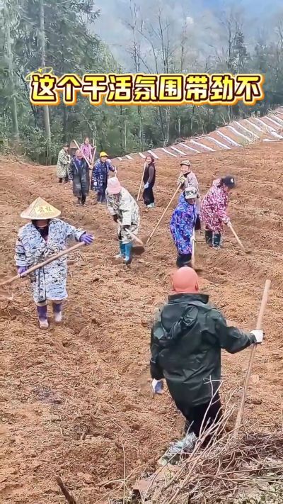 烤烟起垄：干活还得搞气氛，越搞越有劲。