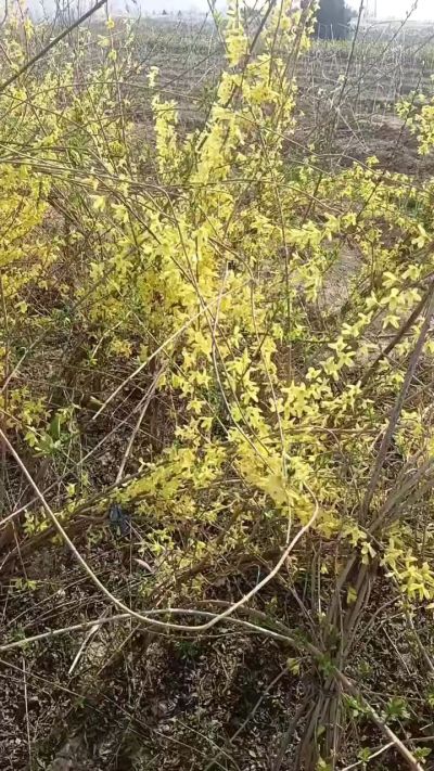 出售药用连翘苗，科研五号优质种苗，2/5年苗，药用连翘树，挂果树，全国包邮到家！财富密码18534302961