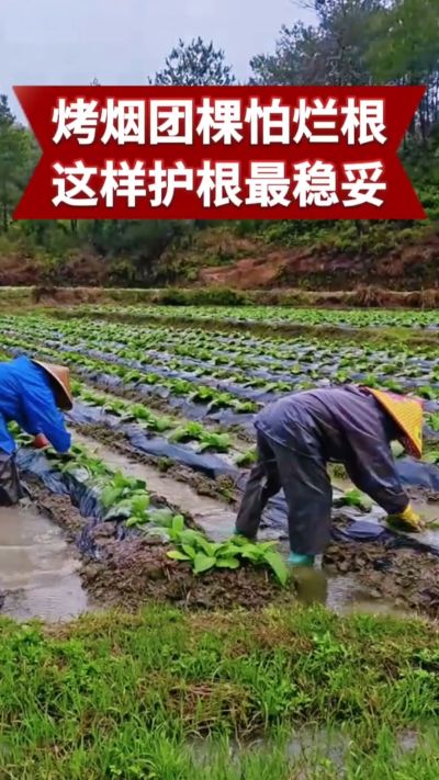 烤烟团棵期最怕烂根、根腐病！
学会正确护根，烟苗健壮少死苗，后期产量更有保障