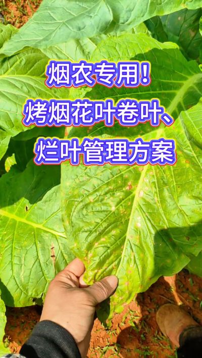 烟叶种植想高产，记住一防、二控、三巩固！