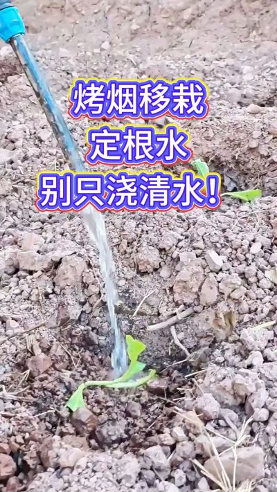 烤烟移栽别只浇清水！定根水这么配，烟苗缓苗快、扎根稳，重茬地也能壮苗，后期长势看得见～