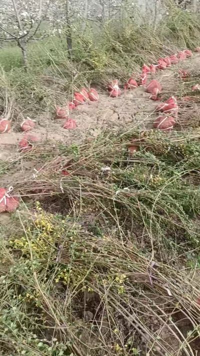 出售药用连翘苗，科研五号优质种苗，2/5年苗，药用连翘树，挂果树，全国包邮到家！财富密码18534302961