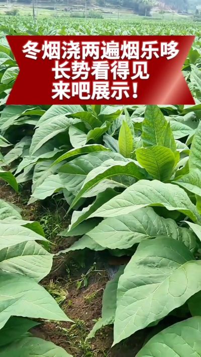 冬烟浇两遍烟乐哆生根套餐
根系壮、长势旺
好烟都是管出来的
实拍效果看得见，欢迎烟农朋友交流经验