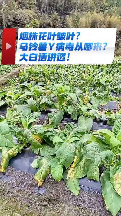 烟农注意！马铃薯Y病毒3大来源，早预防少走弯路，烤烟高产少生病！