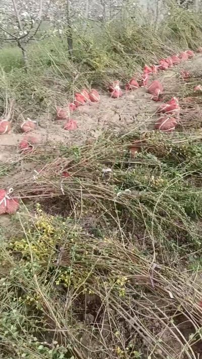 出售药用连翘苗，科研五号优质种苗，2/5年苗，药用连翘树，挂果树，全国包邮到家！财富密码18534302961