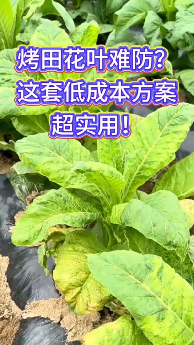 烟田花叶防控方案分享，低成本辅助预防与早期控制，壮株健苗、兼顾防蚜传毒。需要用法用量的朋友，关注+评论&ldquo;配方&rdquo;即可获取～
