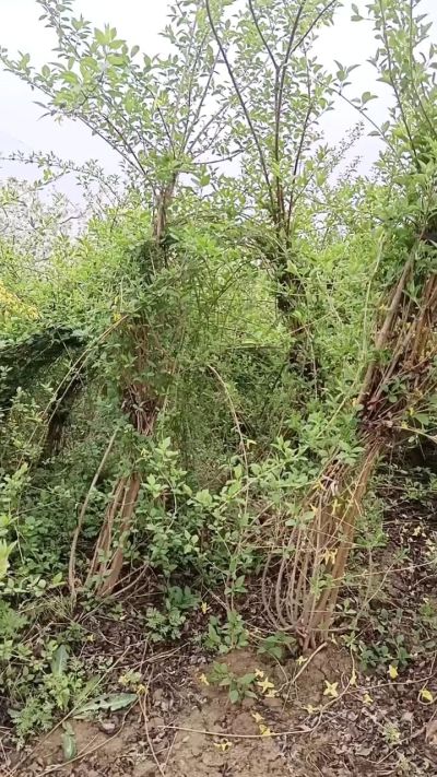 出售药用连翘苗，科研五号优质种苗，2/5年苗，药用连翘树，挂果树，全国包邮到家！财富密码18534302961