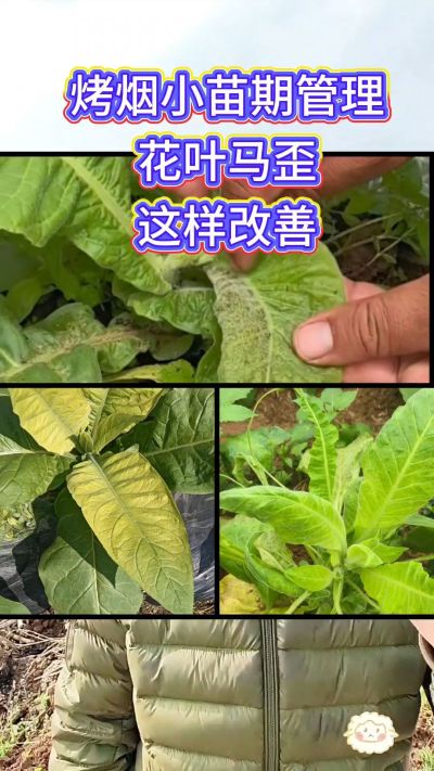 烤烟小苗期管理，花叶马歪问题这样改善
